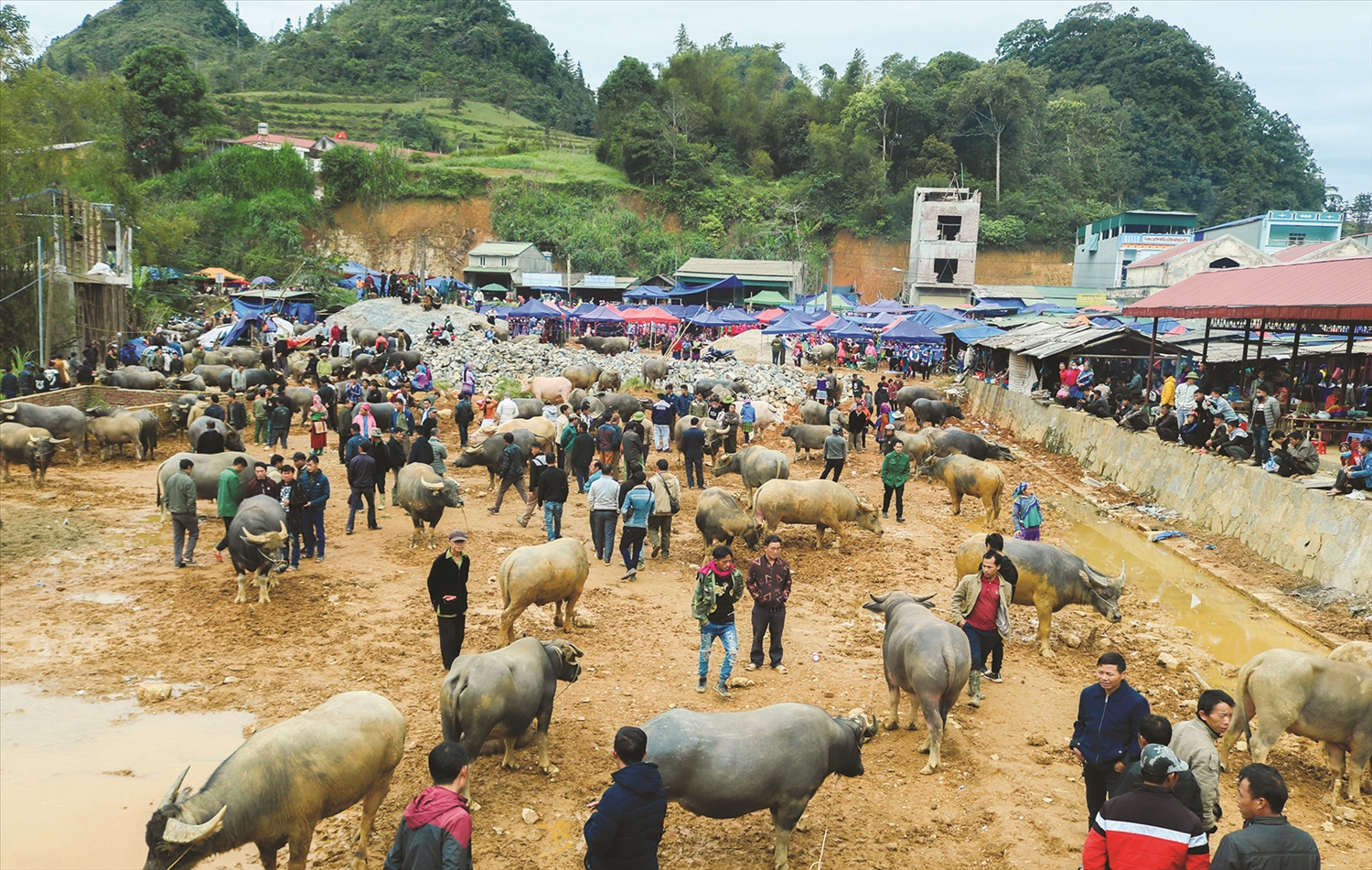 Dư vị Sín Chéng 4 “Sàn giao dịch trâu” miền biên ải
