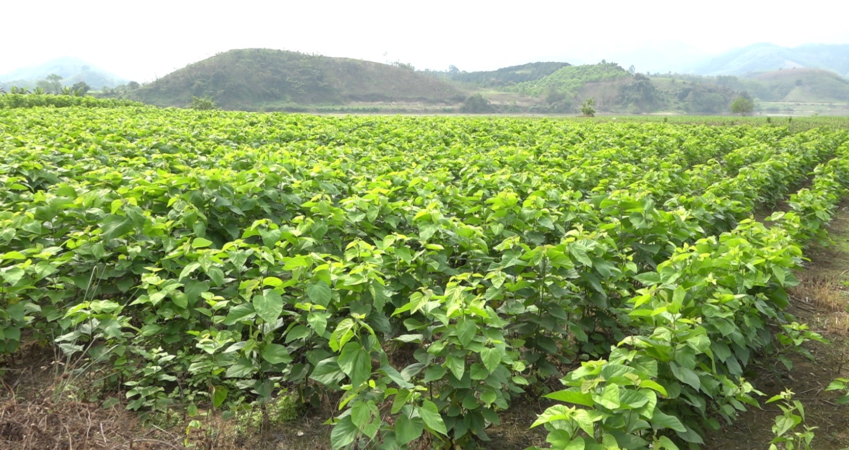 Mô hình trồng dâu nuôi tằm ở xã Kim Sơn: Hướng đi mới giúp nông dân vươn lên làm giàu 4 Theo thống kê của UBND xã Kim Sơn, toàn xã hiện có hơn 24 ha dâu tằm. (Ảnh Truyền Hình Bảo Yên)