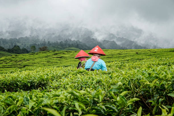 Nông dân Mường Khương thu gần 68 tỷ đồng từ vụ chè xuân nhờ thời tiết thuận lợi và giá bán tăng 4 Thời tiết thuận lợi nên cây chè sinh trưởng, phát triển tốt. - Ảnh Minh Họa