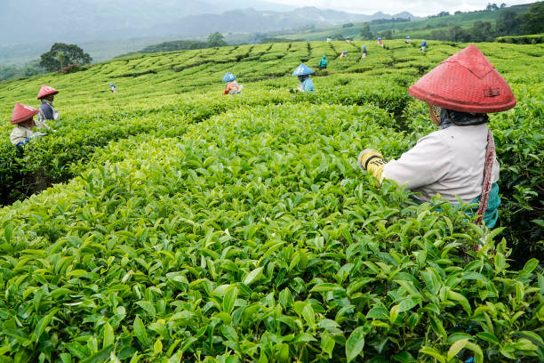 Nông dân Mường Khương thu gần 68 tỷ đồng từ vụ chè xuân nhờ thời tiết thuận lợi và giá bán tăng 3 Mường Khương là địa phương có diện tích chè lớn nhất tỉnh.- Ảnh Minh Họa
