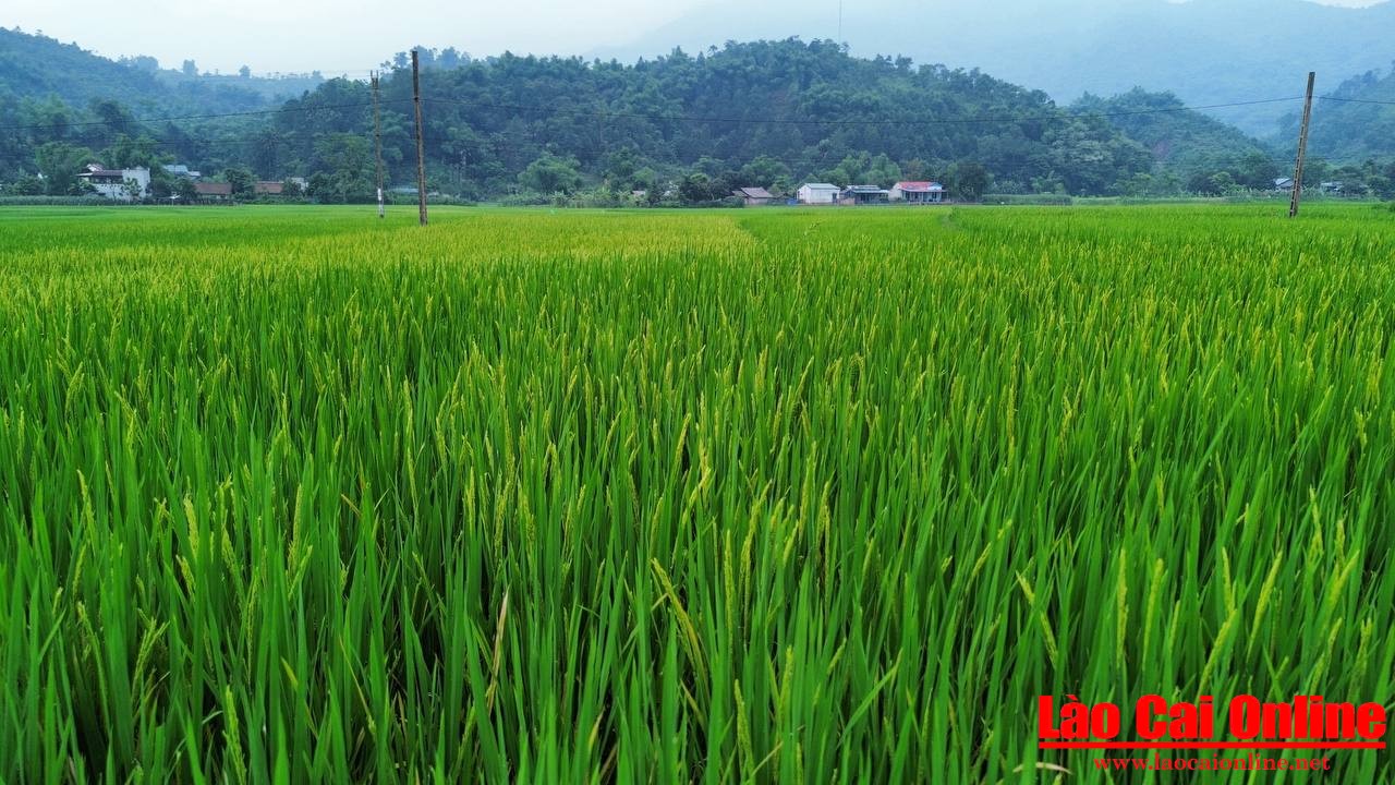 Mê mẩn mùa lúa xanh ở thôn Chang – bức tranh thiên nhiên bình dị giữa lòng Lào Cai 3 Hình ảnh bông lúa trổ đòng là thời khắc đẹp nhất trước mùa gặt.