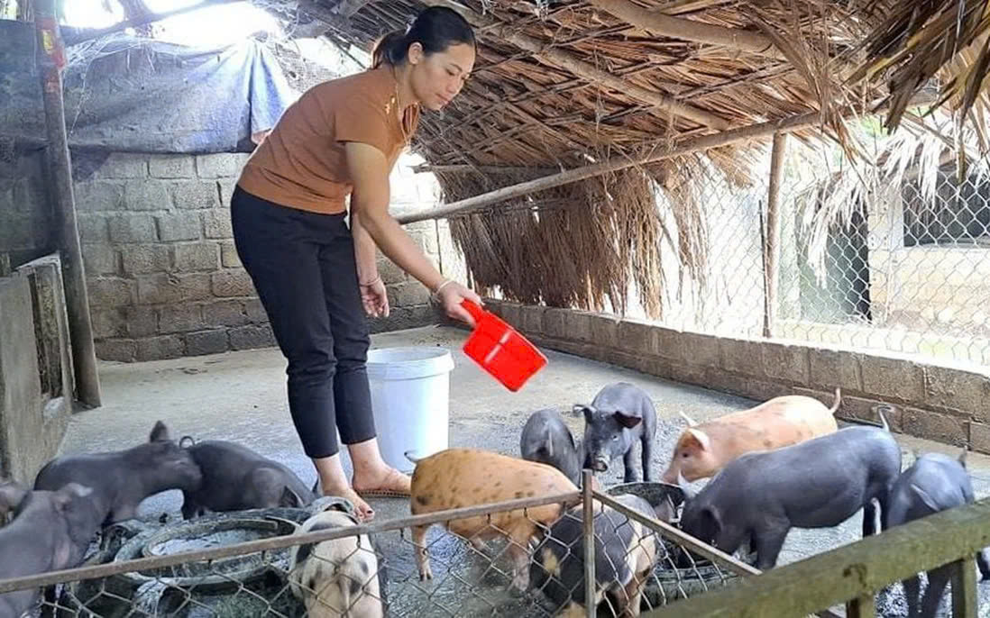 Văn Bàn (Lào Cai): Hướng đến mục tiêu giảm nghèo bền vững bằng những giải pháp thiết thực 3 Mô hình phát triển chăn nuôi đem lại hiệu quả kinh tế cao. (Ảnh Phụ Nữ Việt Nam)