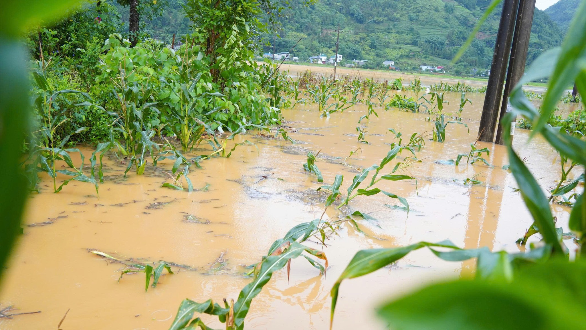 Lào Cai, Hà Giang mưa lớn: 2 người thiệt mạng, hàng trăm hecta hoa màu bị tàn phá 2 Mưa lũ tại Mường Khương (Ảnh Tùng Lâm - Mỹ Anh )
