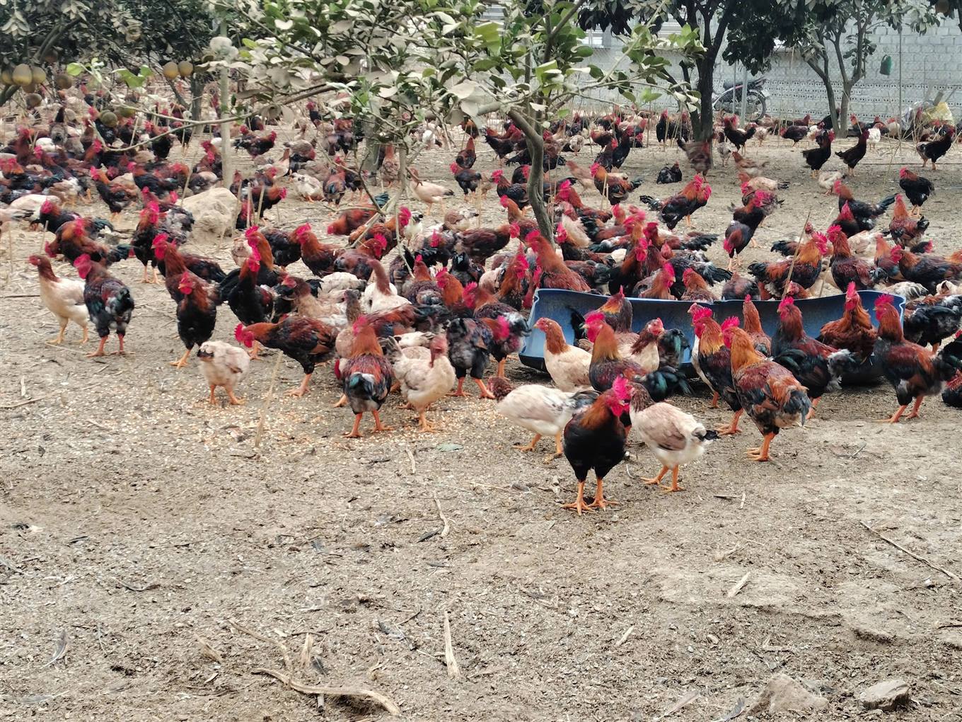 Bảo Thắng phát triển mạnh chăn nuôi gia cầm hàng hóa. (Ảnh Trang TTĐT Huyện Bảo Thắng)