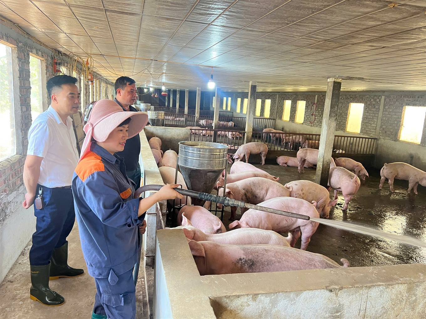 Ứng dụng khoa học kỹ thuật, nữ nông dân Lào Cai thu lãi hơn 1,3 tỷ đồng mỗi năm từ chăn nuôi lợn 1 Chị Nga chăm sóc đàn lợn (ảnh TTTĐT huyện Bảo Thắng )