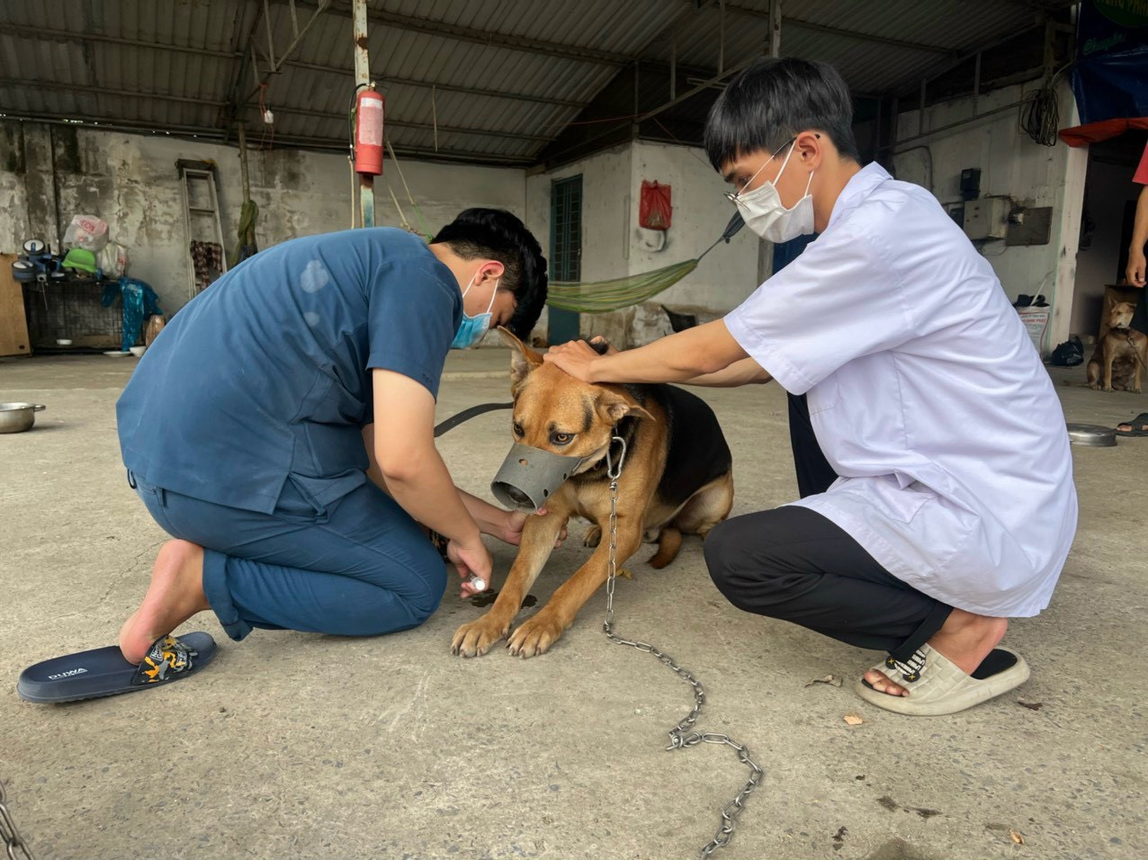 Chu tich UBND thanh pho chi dao nganh chuyen mon cac dia phuong vao cuoc dong bo quyet liet trien khai cac bien phap phong chong benh dai. 34356