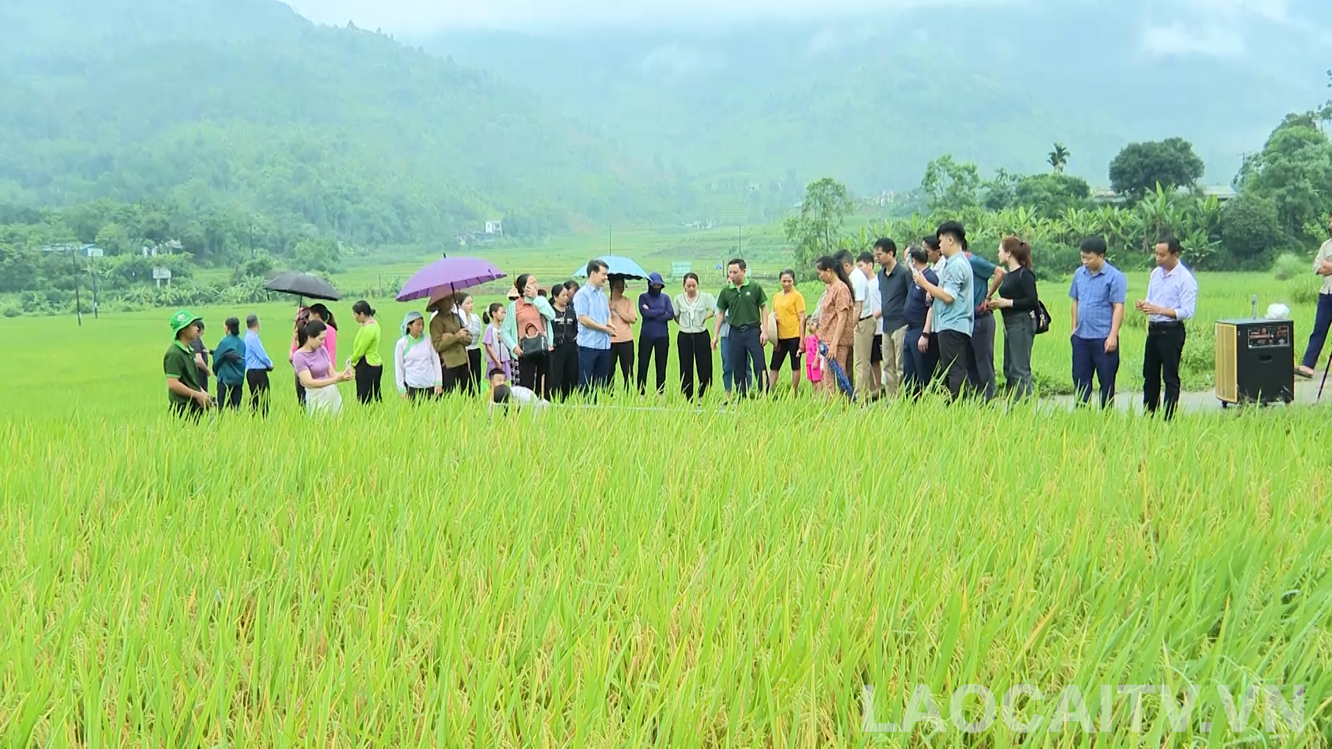 Mo hinh trong lua huu co o Muong Vi gop phan nang cao gia tri san pham 345566