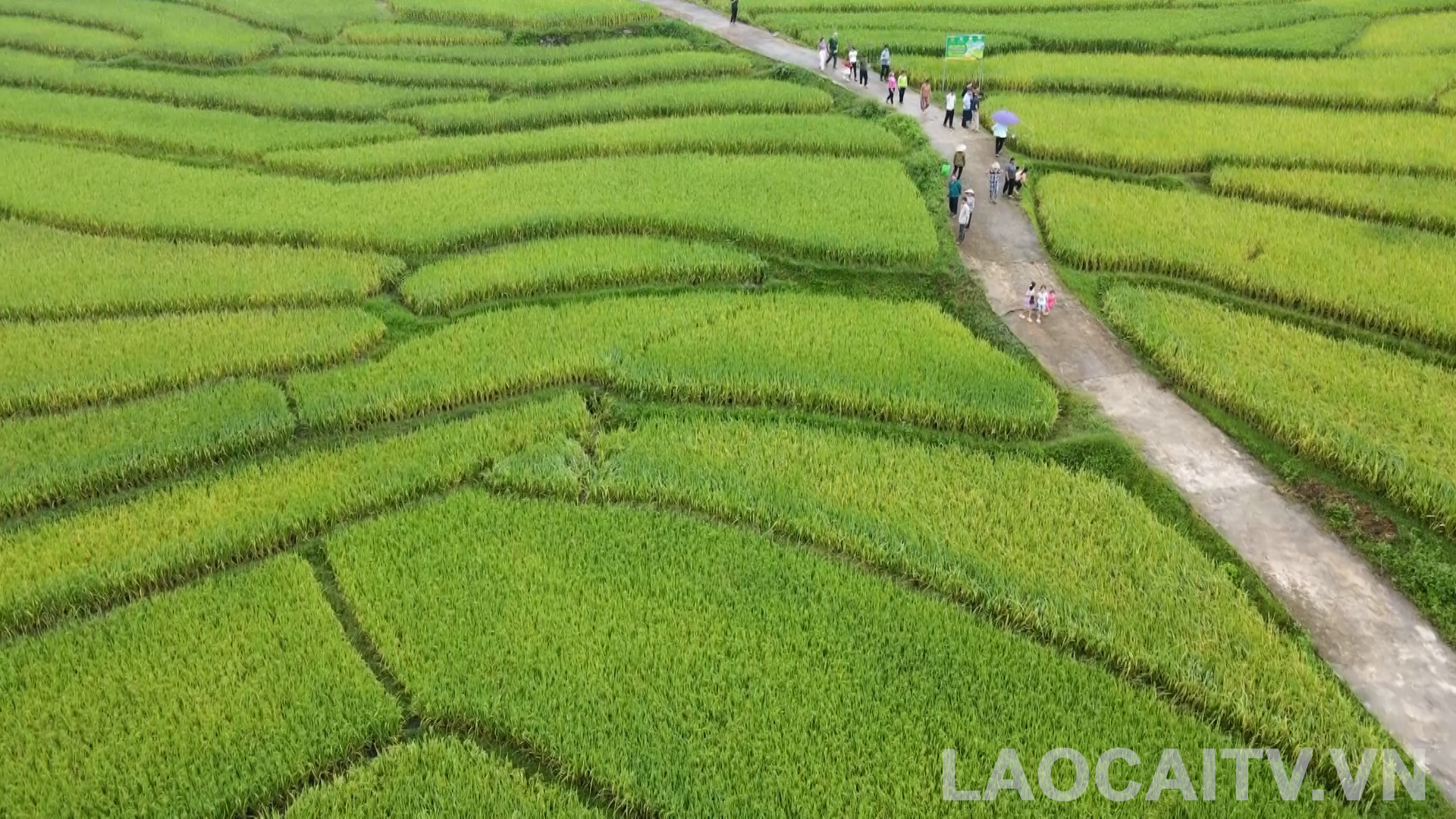 Mo hinh trong lua huu co o Muong Vi gop phan nang cao gia tri san pham 5677