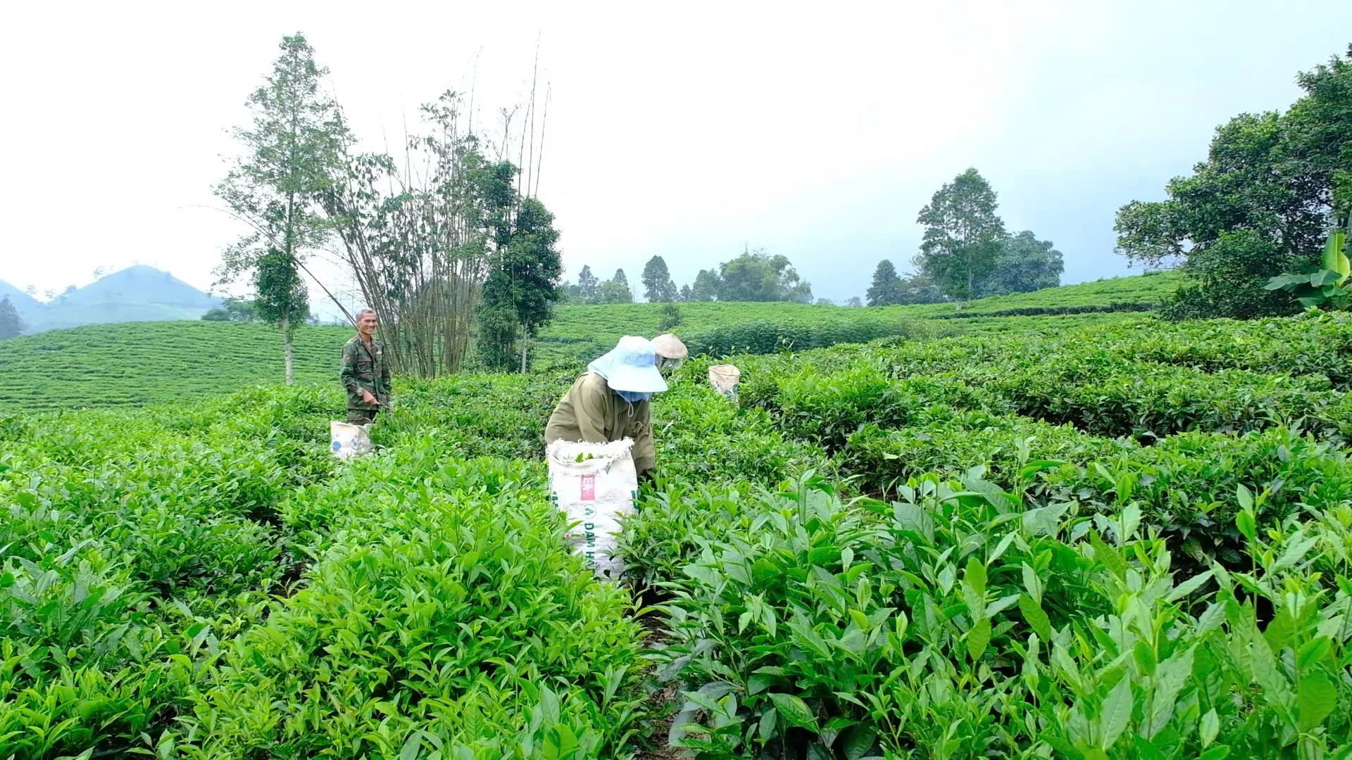 Mường Khương: Chè búp tươi đạt sản lượng vượt trội, tăng gần 43% so với năm trước 1 Mường Khương hiện có 5.840 ha chè.