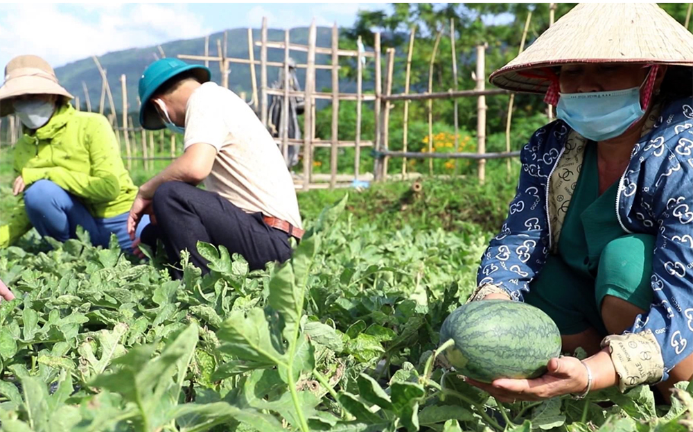 Nông dân Yên Bái chủ động chuyển đổi cây trồng, hướng tới nền nông nghiệp xanh bền vững 2 Người dân Nghĩa Lộ chuyển đổi diện tích đất nông nghiệp kém hiệu quả sang trồng dưa hấu, đem lại hiệu quả kinh tế cao (ảnh CTTĐT tỉnh Yên Bái )