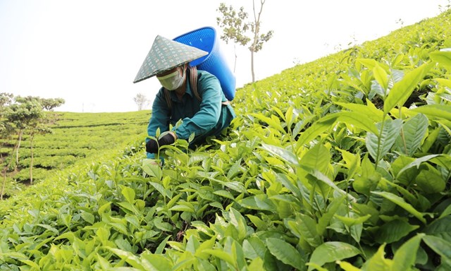 Mường Khương: Thêm ba dự án chế biến chè búp tươi đi vào triển khai 2 Nông dân Mường Khương thu hoạch chè.
