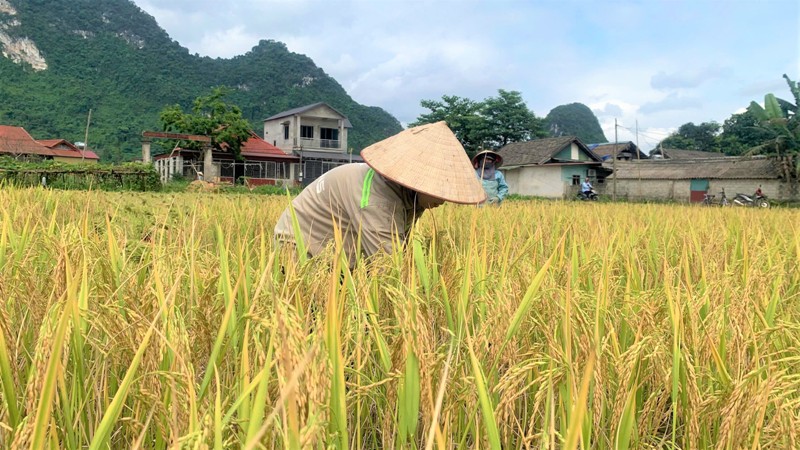 Nông dân xã Mường Lai thu hoạch lúa Xuân (ảnh CTTĐT tỉnh Yên Bái )