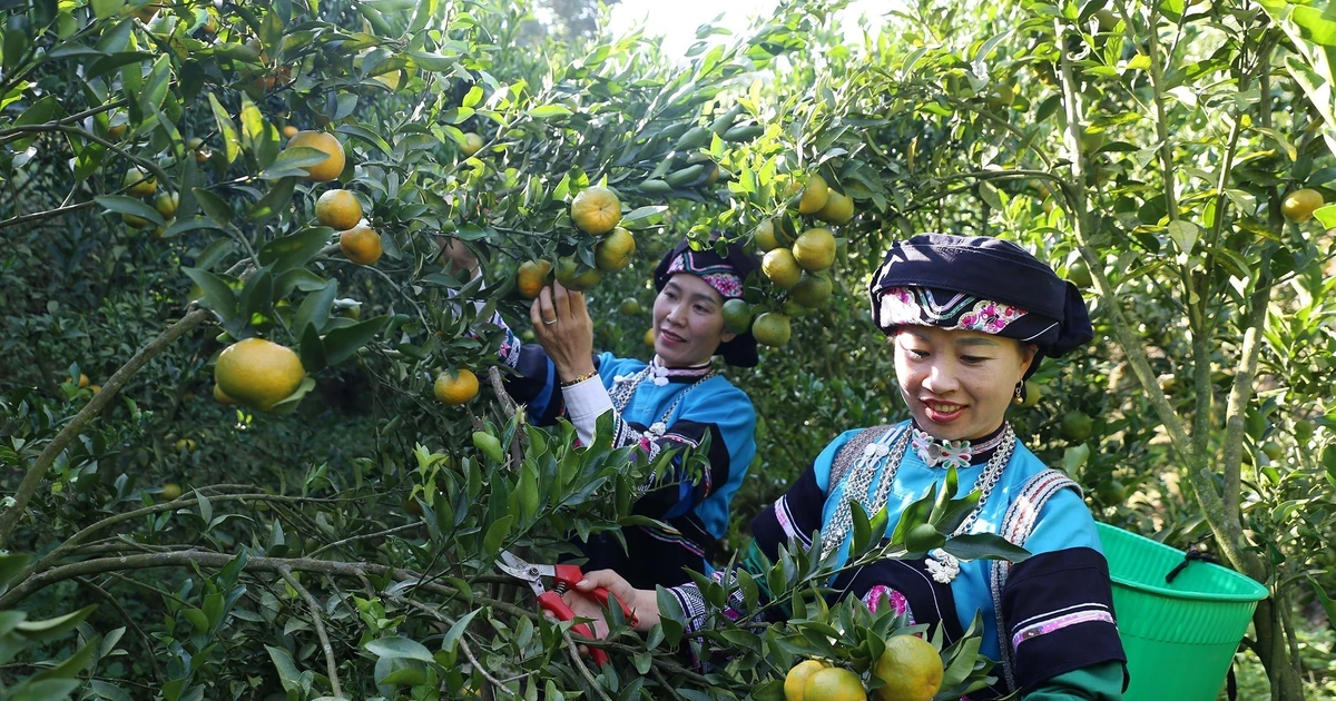Hơn 5.700 tỷ đồng thúc đẩy phát triển vùng đồng bào dân tộc thiểu số giai đoạn 2021–2025 1 Đẩy mạnh mô hình sinh kế gắn với tiềm năng, quy hoạch nông thôn bền vững