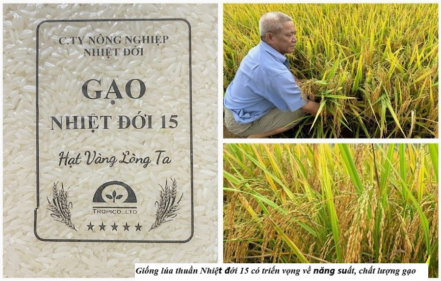 Bát Xát: Đánh giá hiệu quả mô hình giống lúa Nhiệt đới 15 tại xã Quang Kim 1 Giống lúa thuần Nhiệt đới 15 có triển vọng về năng suất, chất lượng cao. (Ảnh Truyền Hình Bát Xát)