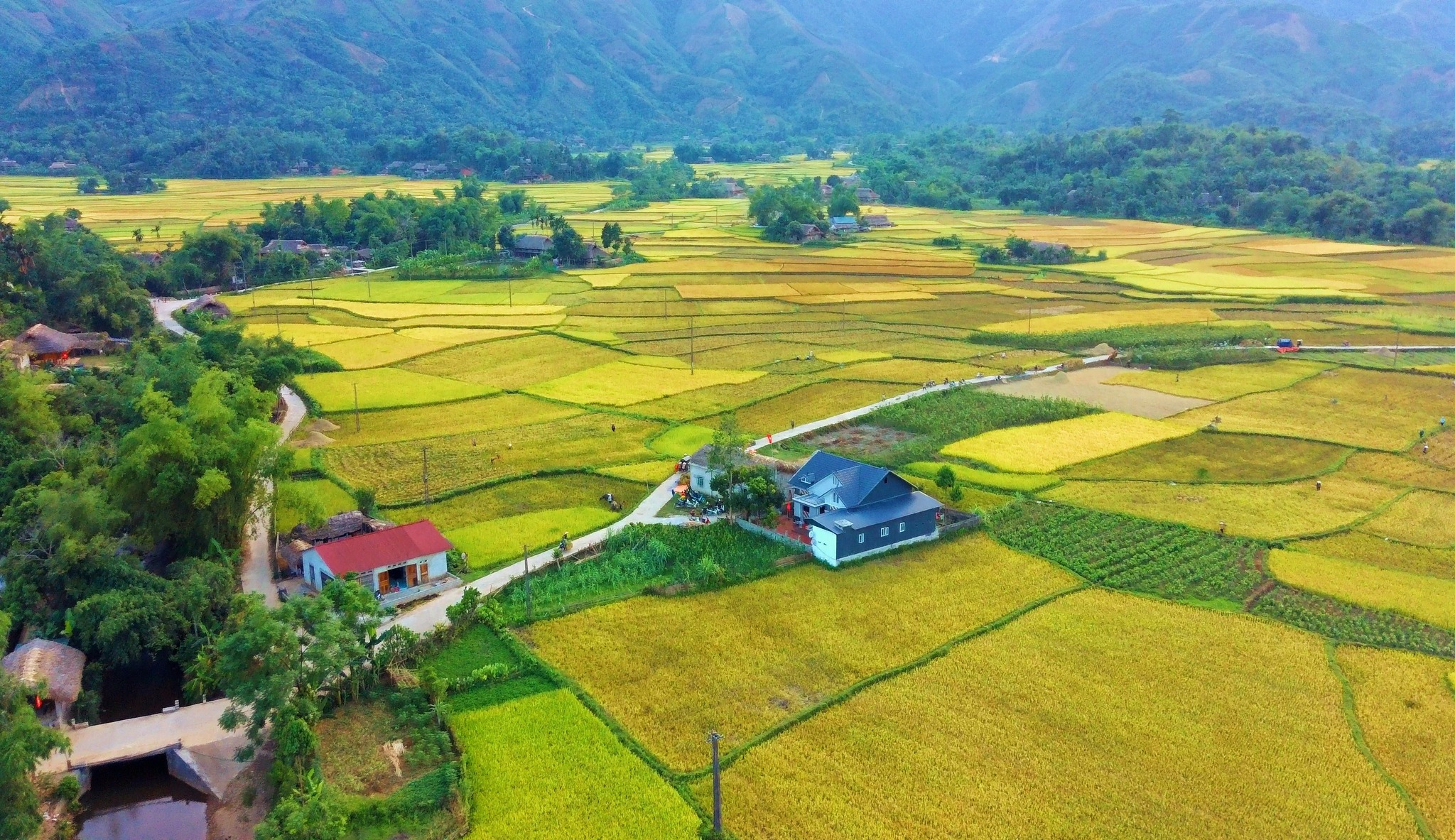 Cánh đồng lúa vàng nhìn từ trên cao xuống tuyệt đẹp. (Ảnh Nguyên Vũ)