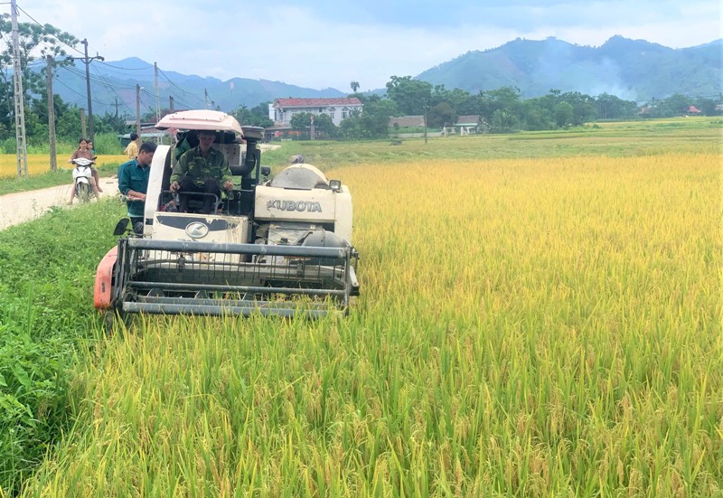Niềm tin vào một vụ mùa bội thu (ảnh CTTĐT tỉnh Yên Bái)
