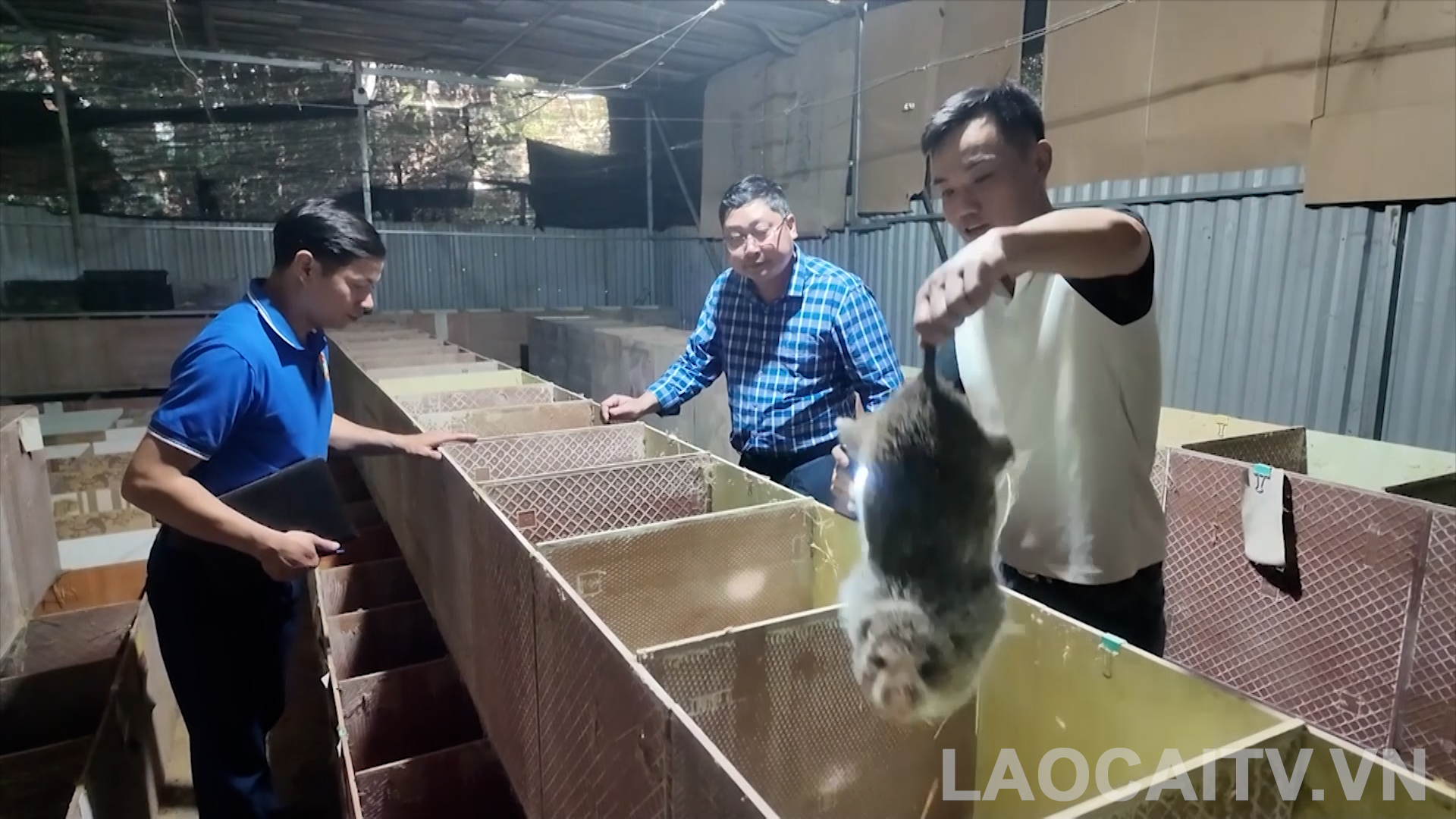 Bảo Hà: Nghề nuôi dúi mở hướng làm giàu cho nông dân địa phương 2 Mô hình nuôi dúi của anh Nguyễn Đức Hiếu (áo trắng) có chi phí đầu tư thấp nhưng hiệu quả kinh tế cao (ảnh THLC)