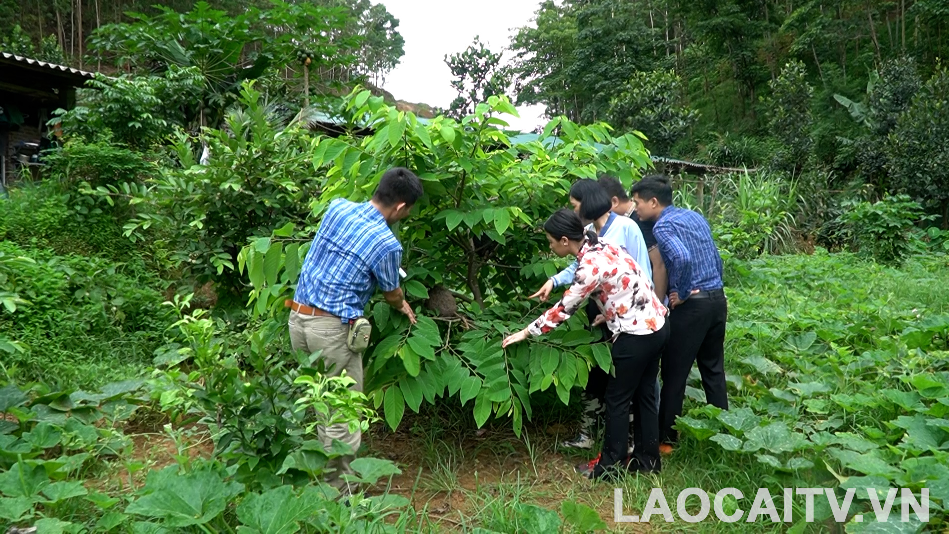 Lào Cai: Nuôi kiến lấy trứng mở ra hướng phát triển kinh tế bền vững dưới tán rừng 4 Nuôi kiến lấy trứng không tốn nhiều vốn đầu tư và công chăm sóc, hứa hẹn mang lại nguồn thu ổn định cho người nuôi (ảnh THLC)