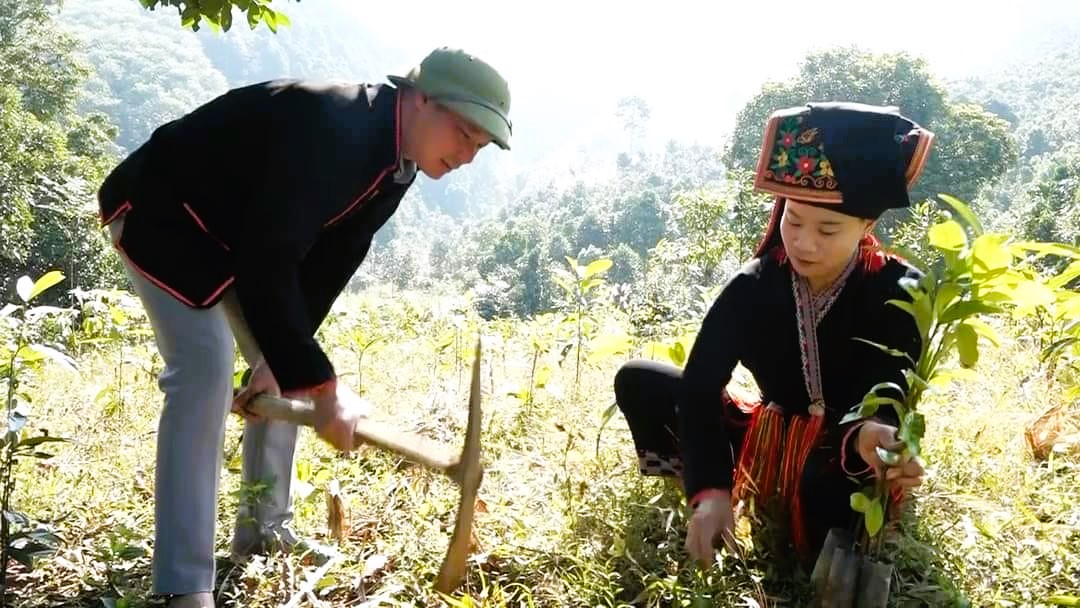 Văn Yên trồng mới hơn 2.500 ha quế, củng cố vị thế "thủ phủ" quế lớn nhất cả nước 1 Với những giá trị mà cây quế đem lại đối với đời sống của người dân, nhiều năm qua, cây quế được xác định là cây kinh tế mũi nhọn và chiến lược lâu dài của huyện Văn Yên (ảnh CTTĐT tỉnh Yên Bái)