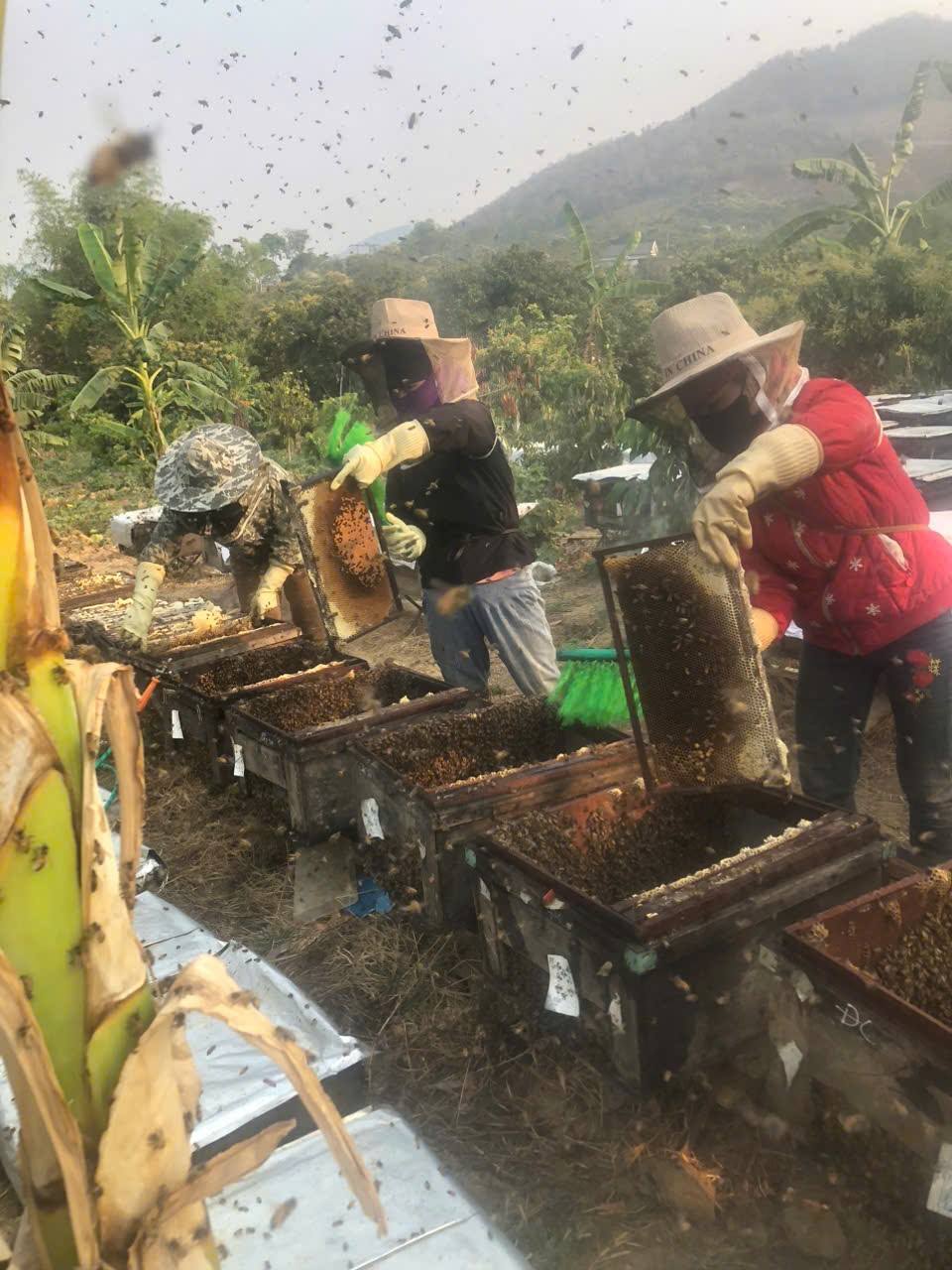 Nuôi ong mật trên núi đá, nông dân xã Xuân Quang thu hàng trăm triệu đồng mỗi năm 3 Thu hàng chục tấn mật ong mỗi năm từ núi đá (ảnh TTTĐT huyện Bảo Thắng )