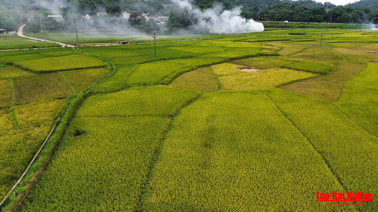 Cánh đồng lúa vàng nhìn từ trên cao xuống tuyệt đẹp.