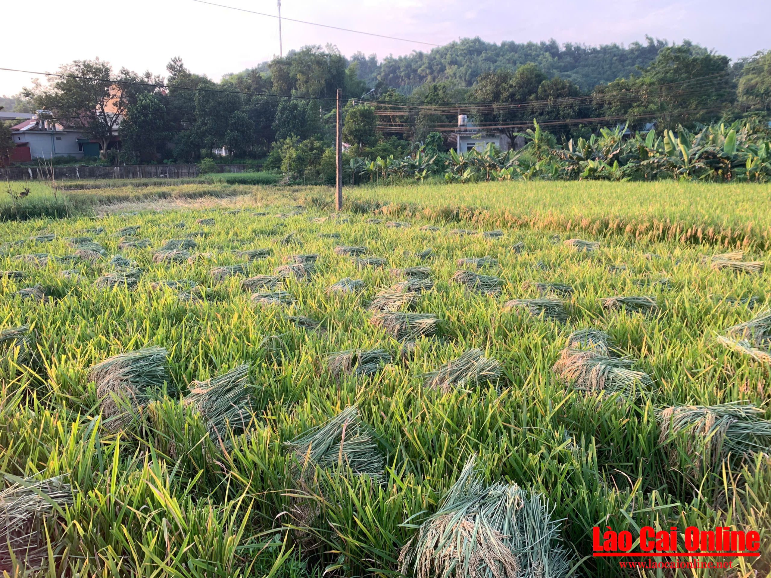 Những khóm lúa vàng óng được xếp ngay ngắn trên cánh đồng thôn Chang Muồng sau buổi gặt, tạo nên khung cảnh mùa thu hoạch đầy trật tự và no ấm.