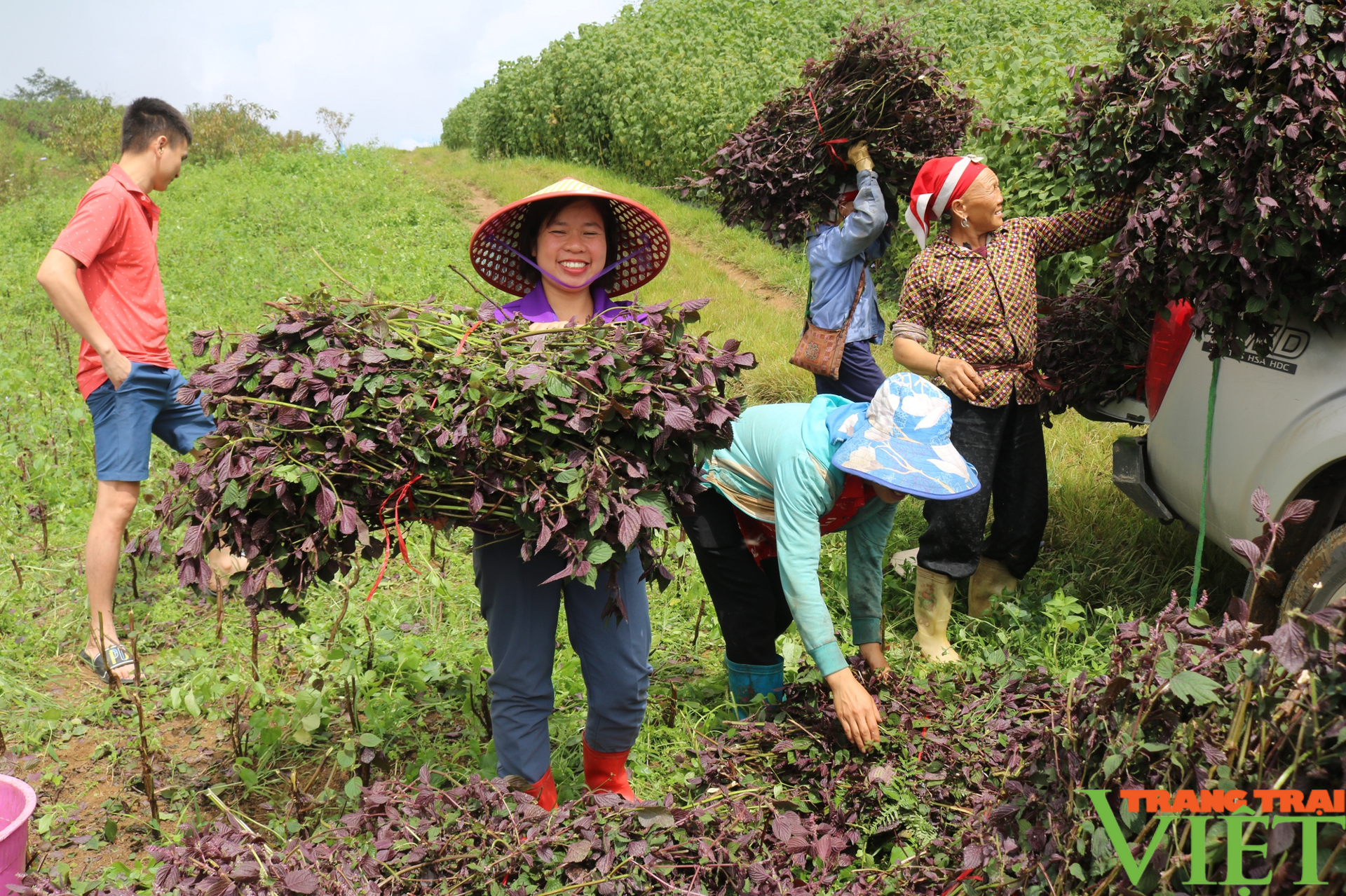Tả Phìn sau sáp nhập: Hướng tới phát triển du lịch gắn với nông nghiệp tại Lào Cai 4 Chị Trần Anh Xuân, Giám đốc HTX Farm Sa Pa SeCrets, xã Tả Phìn phát triển trồng cây tía tô làm dược liệu, tạo việc làm, nâng cao thu nhập cho người dân. Ảnh: Mùa Xuân.