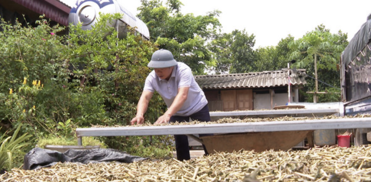 Thúc đẩy giảm nghèo nhờ các mô hình hợp tác xã hiệu quả ở Lào Cai 2 HTX Nông sản - Dược liệu Mạnh Hương liên kết với người dân trong việc trồng và thu mua nông sản, dược liệu thô.