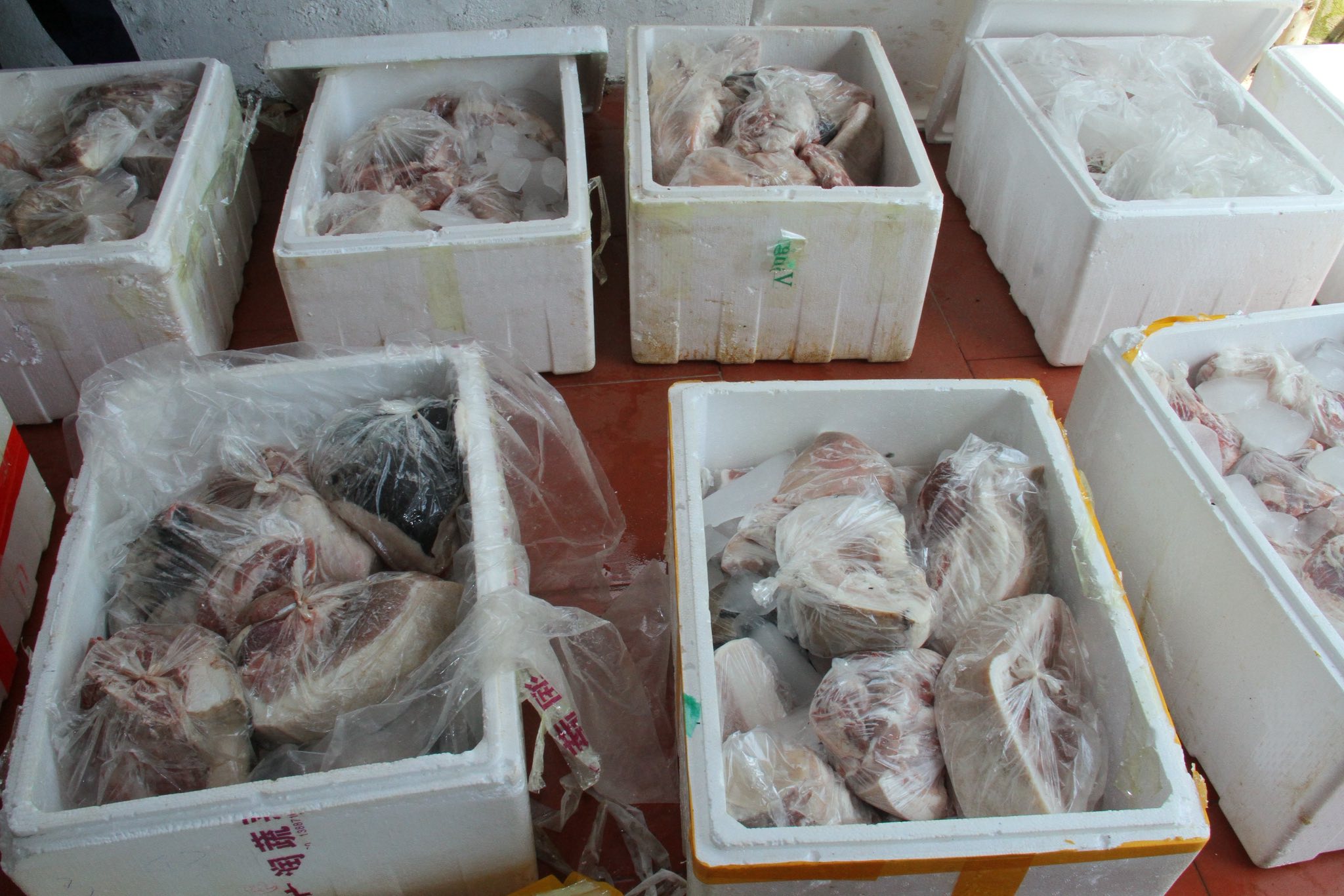 Phát Hiện Kho Thịt Lợn Ôi Thiu Giữa Nắng Nóng, Chủ Hàng Khai Dùng Nuôi Cá 3 Thịt lợn đang trong quá trình phân hủy.