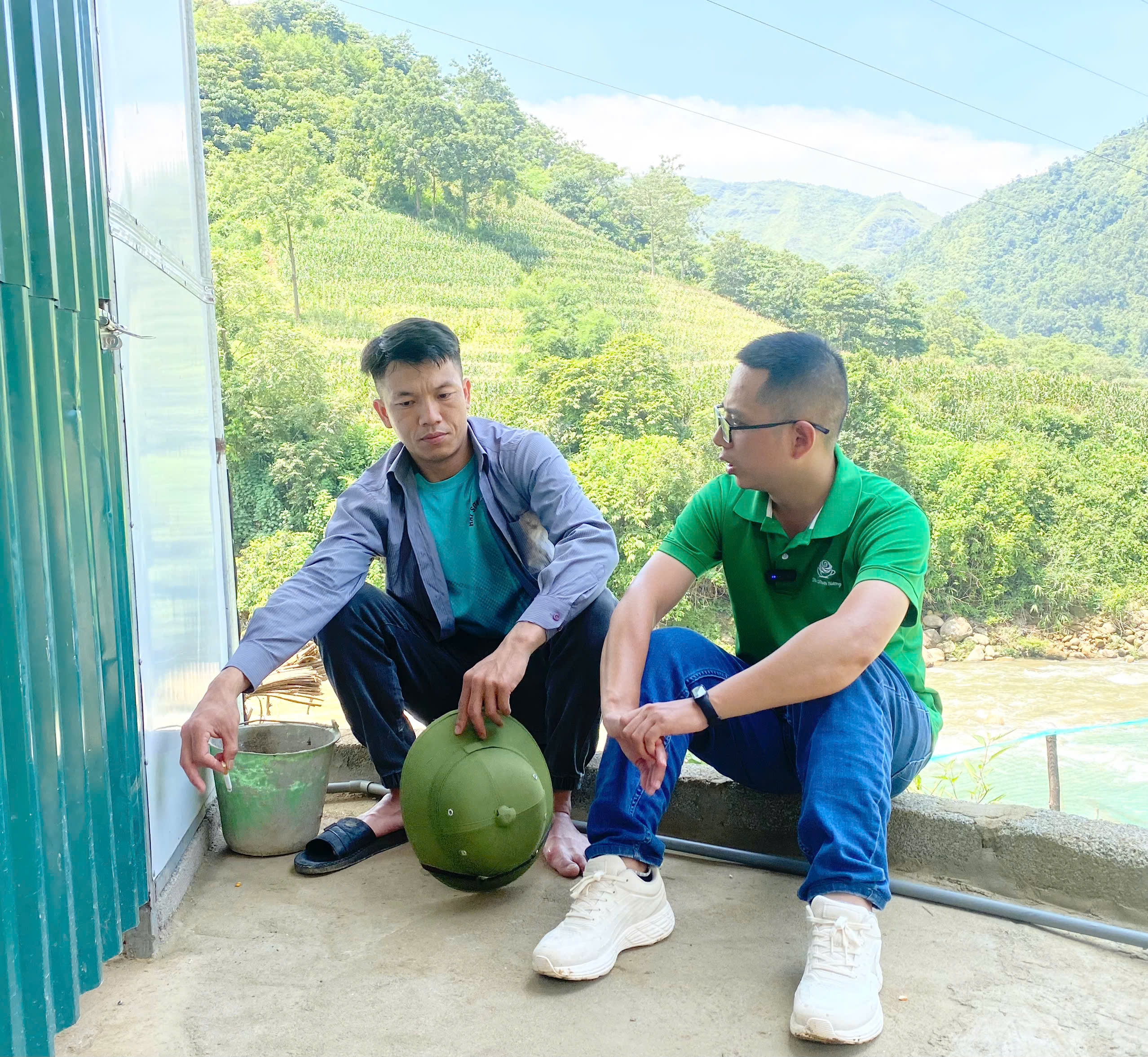 Phát triển cây cỏ ngọt trên vùng cao Mường Hum 4 Cây cỏ ngọt của anh Trương Văn An hiện đang được nhiều công ty và các đơn vị kinh doanh thu mua về làm nguyên liệu
