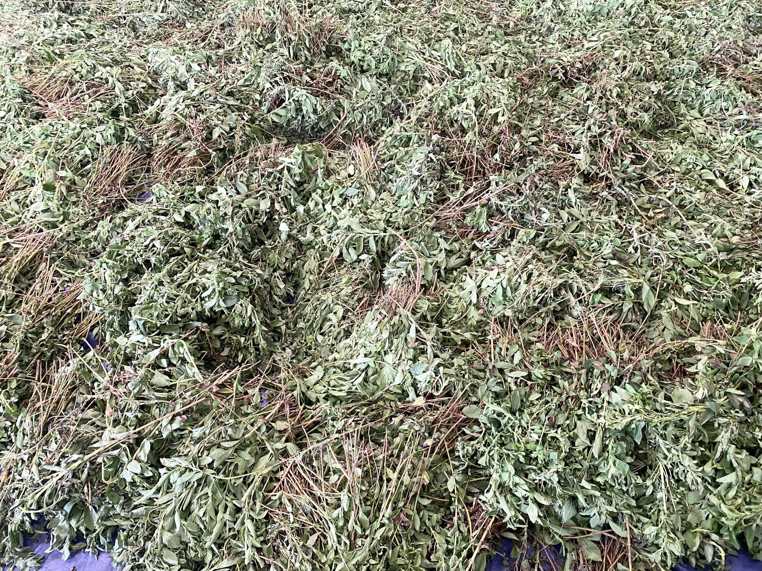 Phát triển cây cỏ ngọt trên vùng cao Mường Hum 3 Cây cỏ ngọt sau khi thu hái về được phơi khô