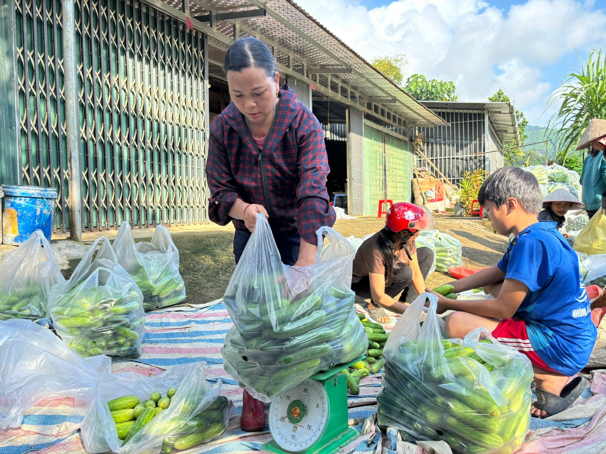 Gia đình chị Đẹp thu hoạch dưa. (Ảnh Truyền Hình Bảo Yên)