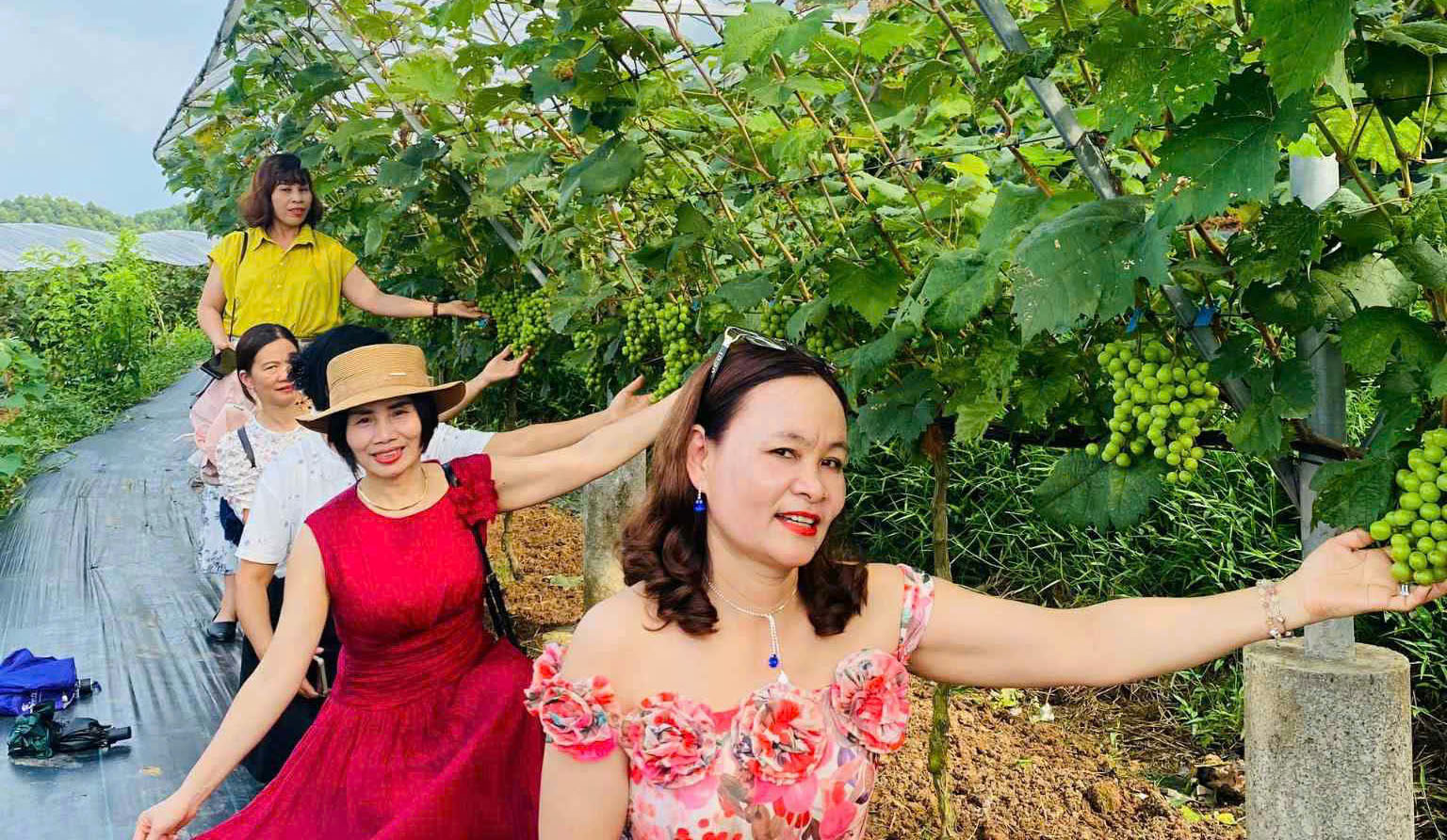 Vườn nho giữa lòng hồ Thác Bà – điểm nhấn mới hút khách tại Lào Cai 4 Du khách hào hứng trải nghiệm hái nho và chụp ảnh tại vườn nho sinh thái trên đảo.