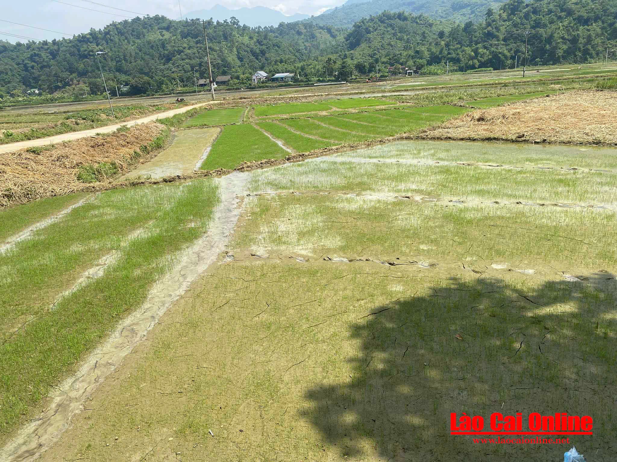 Bà Con Xã Bảo Thắng Tất Bật Gieo Mạ Đón Vụ Mùa Mới 3 Những tấm mạ xanh non được ươm sẵn đã sẵn sàng cho những ngày cấy lúa sắp tới