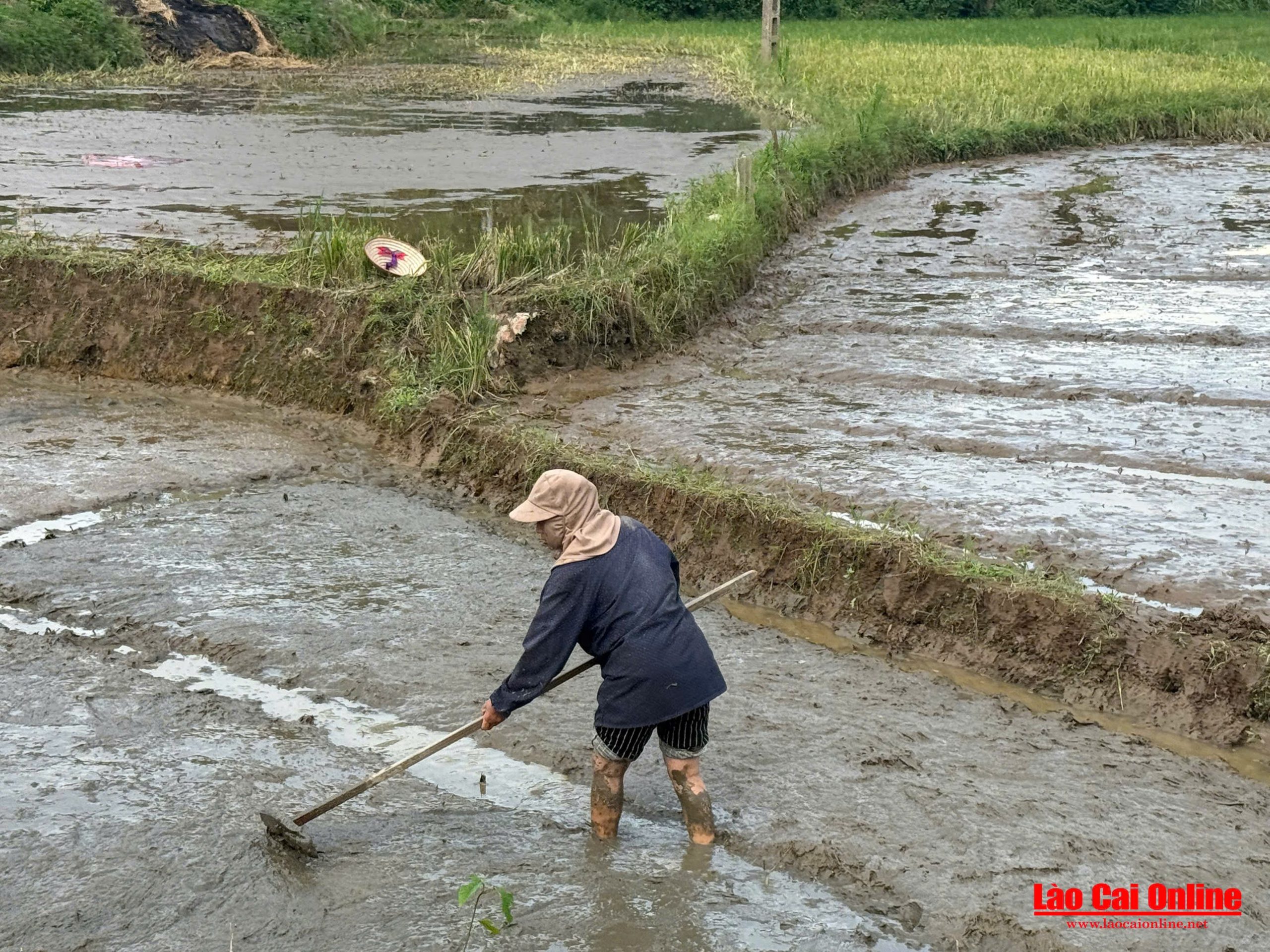 Bà Con Xã Bảo Thắng Tất Bật Gieo Mạ Đón Vụ Mùa Mới 2 Bà con nông dân đang cày bừa chuẩn bị đất gieo cấy