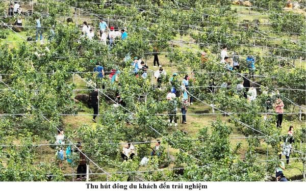 Mường Hum rộn ràng mùa lê VH6 – trái ngọt từ núi rừng Tây Bắc 2 Thu hút đông đảo du khách đếnn trải nghiệm. (Ảnh Truyền Hình Bát Xát)