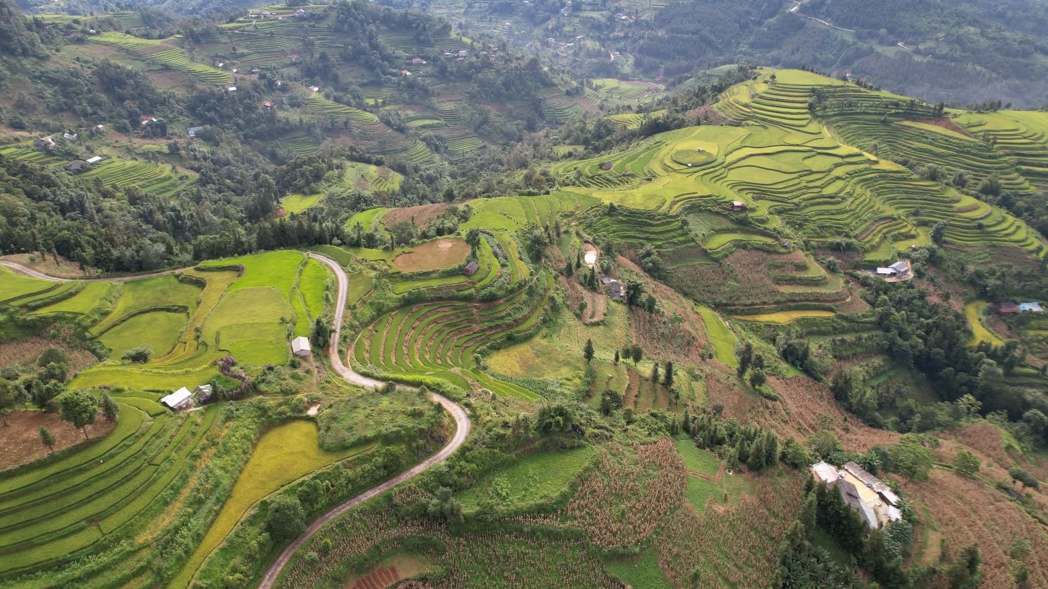 Cung đường 10km giữa sắc vàng ruộng bậc thang (ảnh Cao Nguyên Trắng )