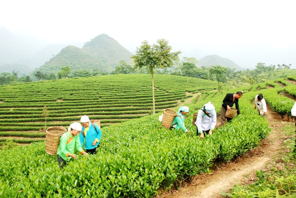 Đến năm 2030, tỷ lệ hộ nghèo xã vùng cao Mường Khương còn dưới 8% 3 Chè là một trong những cây trồng chủ lực có giá trị kinh tế cao của xã Mường Khương. (Ảnh Trọng Bảo)