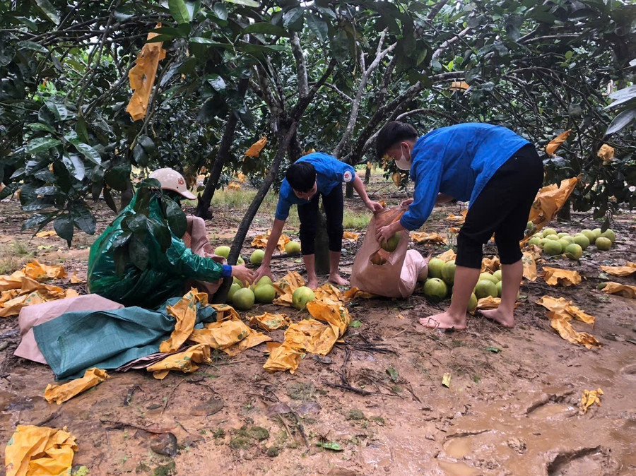 Hà Tĩnh mưa lớn, nhiều khu vực bị ngập lụt và chia cắt do ảnh hưởng bão số 6 4 Chính quyền địa phương chung tay hỗ trợ thu hoạch và tiêu thụ bưởi để giảm thiệt hại cho người dân địa phương.