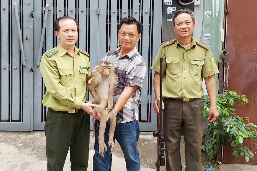 Khỉ đuôi lợn quấy phá khu dân cư ở TP.HCM bị gây mê và đưa đi chăm sóc 1 Con khỉ được lực lượng kiểm lâm bắn gây mê thành công (Ảnh: N.H.).