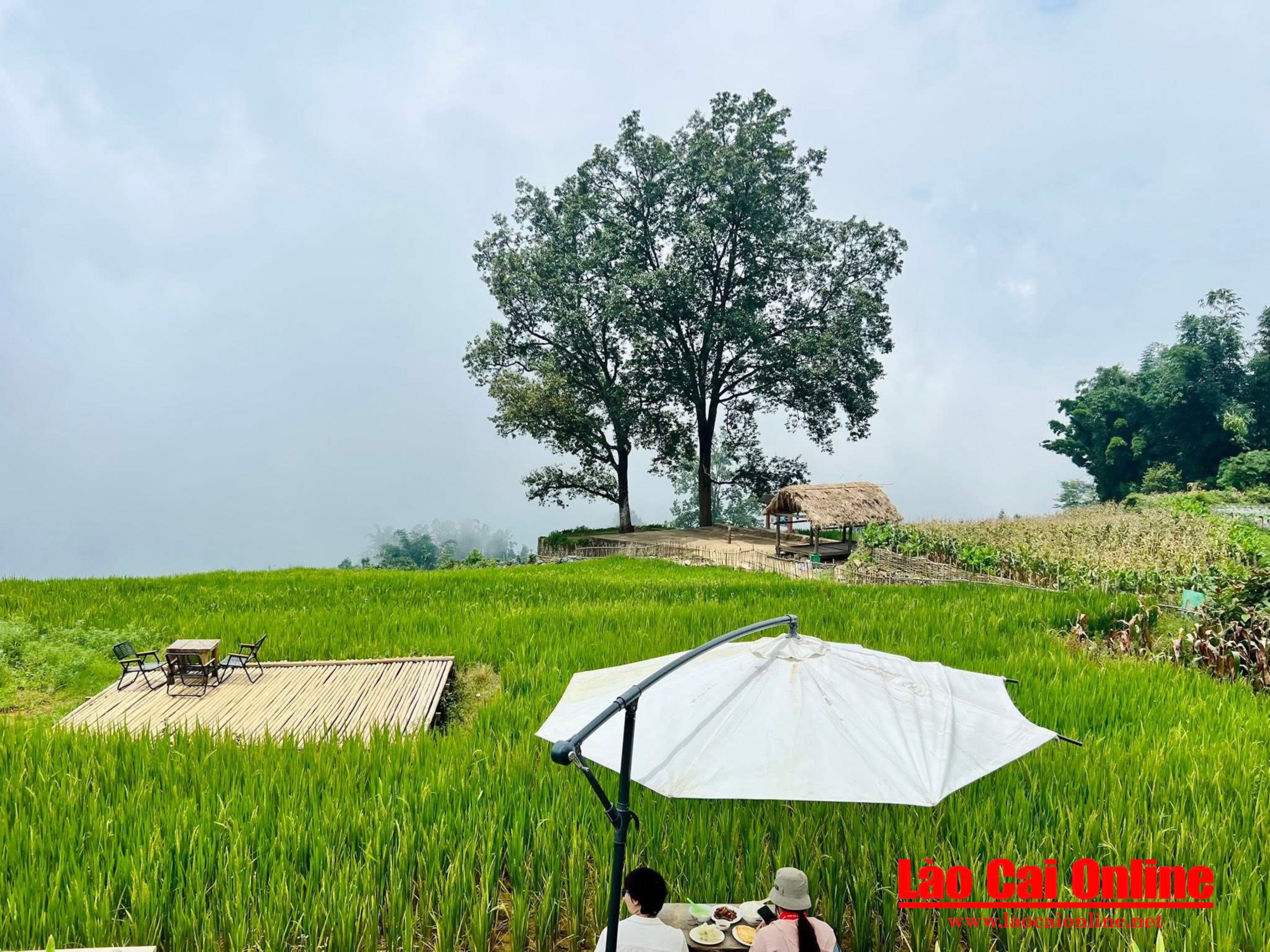 Cây hạnh phúc tại thôn Choản Thèn