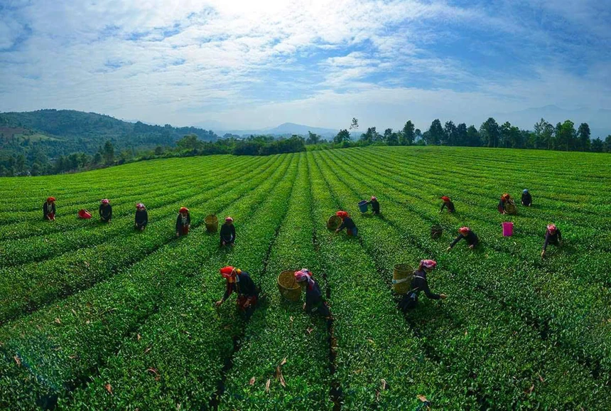 Mô hình trồng chè góp phấn phat triển kinh tế nông thôn ở xã Bảo Thắng, tỉnh Lào Cai. (Ảnh Phụ Nữ Việt Nam)