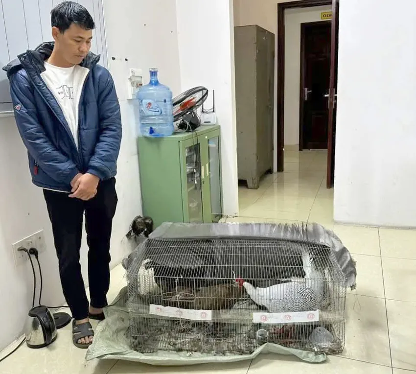 Nông dân Nghệ An lĩnh 6 năm tù vì nuôi, bán gà lôi trắng 1 Thái Khắc Thành bị bắt cùng tang vật. Ảnh: CA