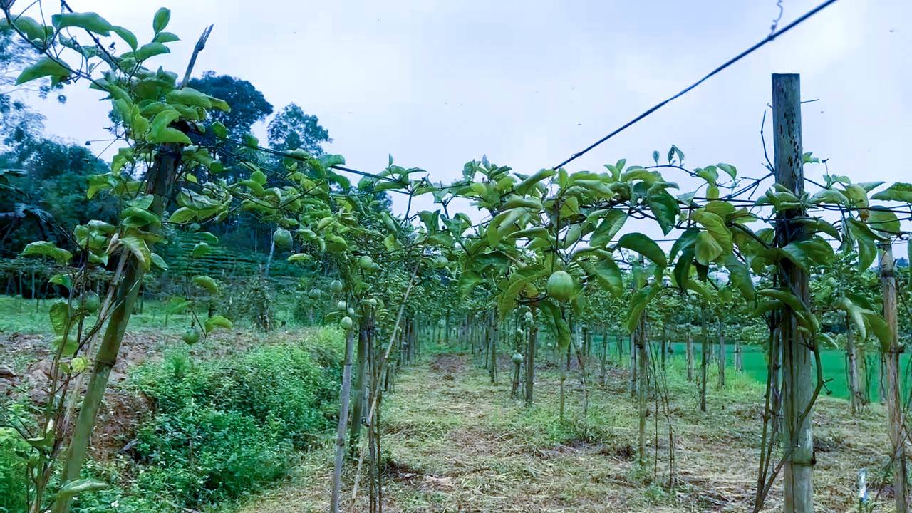 Nông dân Bản Lầu thử nghiệm trồng chanh leo, bước đầu cho hiệu quả kinh tế 6 Vườn chanh leo nông dân xã Bản Lầu trồng thử nghiệm cây chanh leo (ảnh CTTĐT tỉnh Lào Cai)