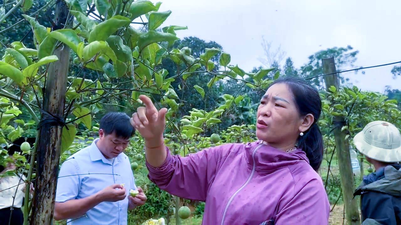 Nông dân Bản Lầu thử nghiệm trồng chanh leo, bước đầu cho hiệu quả kinh tế 8 Vườn chanh Leo thu hút cán bộ và người địa phương đến học tập và trải nghiệm (ảnh CTTĐT tỉnh Lào Cai )