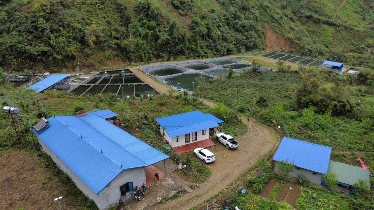 Cá tầm Trung Quốc giá rẻ tràn về, Lào Cai siết chặt kiểm soát nhập khẩu 2 Trang trại nuôi cá tầm, cá hồi của gia đình chị Phạm Thị Mai, chủ hộ kinh doanh cá nước lạnh Thức Mai ở xã Ngũ Chỉ Sơn (Lào Cai).