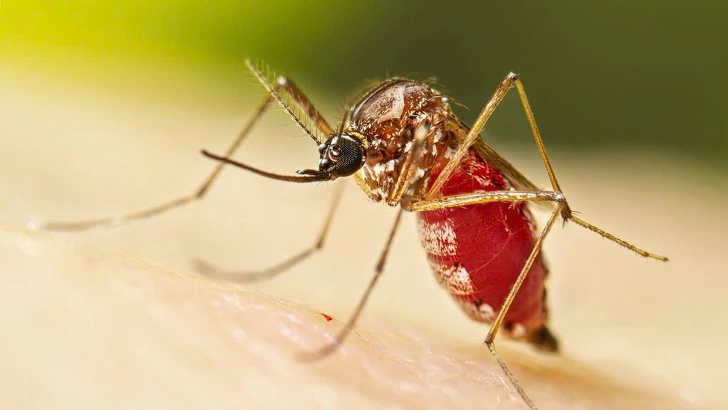 Virus Chikungunya lây truyền qua muỗi nhiễm bệnh, có thể gây sốt và đau khớp (Ảnh: CDC).