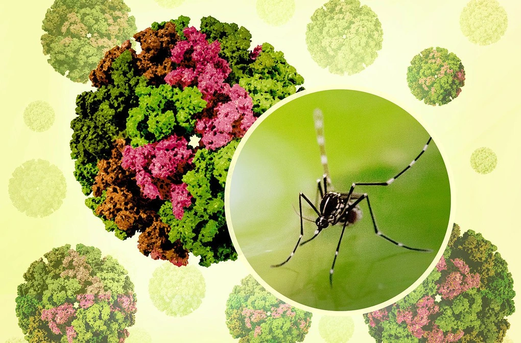 Bệnh Chikungunya gia tăng tại nhiều quốc gia, Bộ Y tế Việt Nam phát cảnh báo khẩn 1 Bệnh Chikungunya có nguy cơ xâm nhập vào nước ta thông qua người nhập cảnh mang mầm bệnh (Ảnh: NIAID).