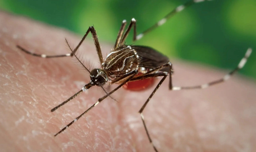 Việt Nam chưa ghi nhận ca mắc bệnh Chikungunya, Bộ Y tế cảnh báo nguy cơ xâm nhập 2 Bệnh Chikungunya lây truyền qua trung gian là muỗi Aedes (cùng loại muỗi vằn truyền bệnh sốt xuất huyết)