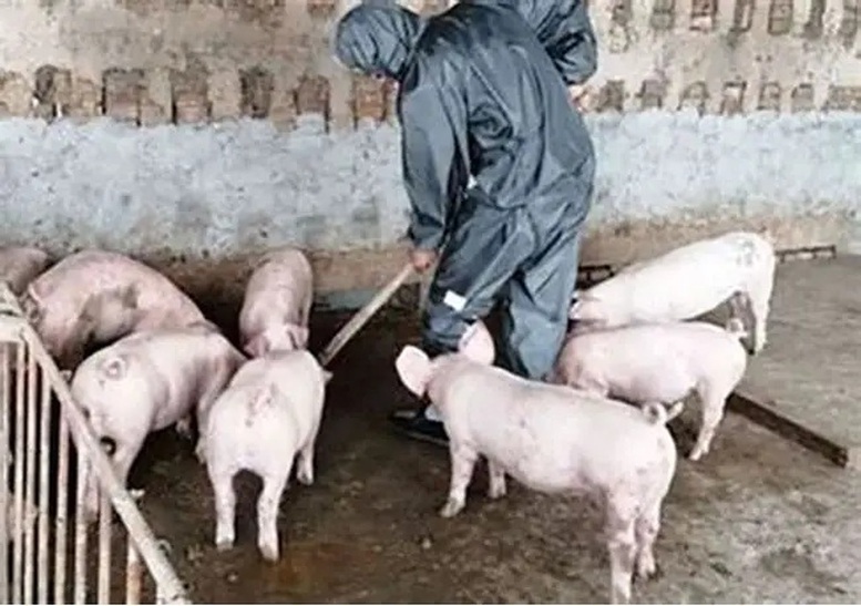 Các tỉnh được yêu cầu triển khai quyết liệt 4 bước: công bố dịch, tiêu hủy, vệ sinh môi trường và chuẩn bị giống cho tái đàn